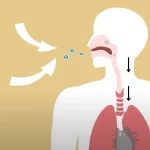 Diagram longen van mens
