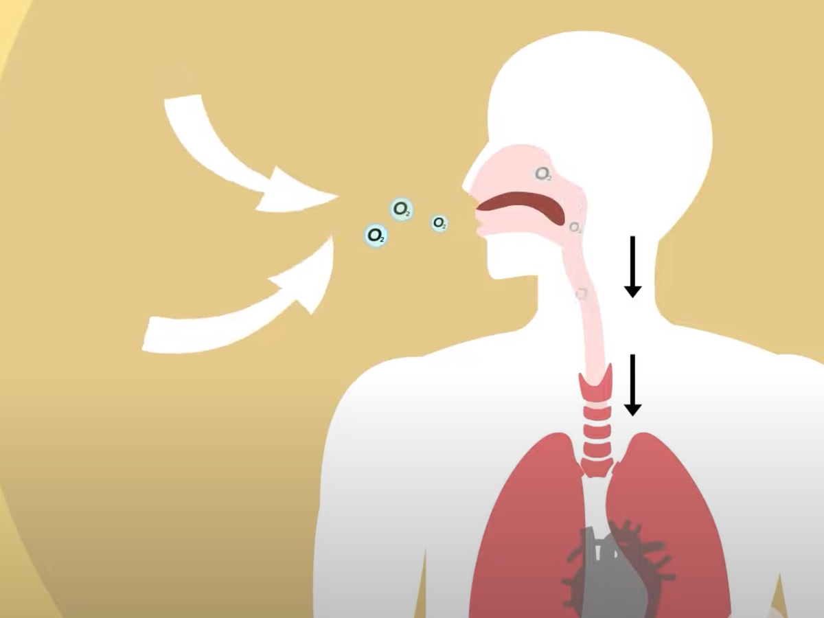 Diagram longen van mens